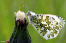 Orange tip butterfly